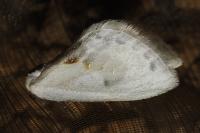 Cilix glaucata