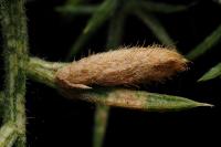 Coleophora albicosta