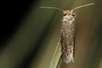 Trifurcula