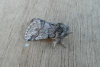 Thaumetopoea processionea