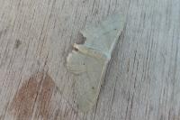 Idaea straminata