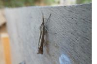 Ancylolomia tentaculella
