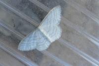 Idaea subsericeata