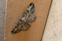 Peribatodes rhomboidaria