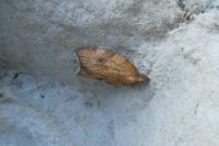 Acleris rhombana