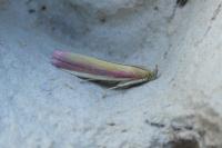 Oncocera semirubella