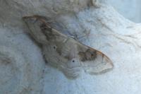 Idaea degeneraria