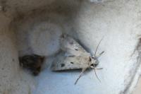 Agrotis exclamationis