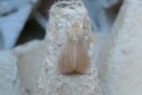 Mythimna pallens