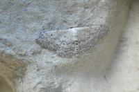 Idaea seriata