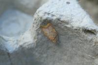 Carcina quercana