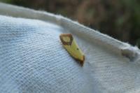 Agapeta zoegana
