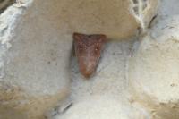 Mythimna albipuncta
