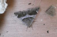 Dysgonia algira