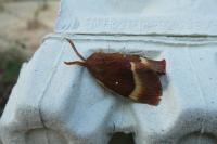 Lasiocampa quercus