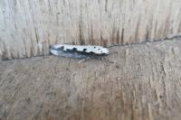 Ethmia bipunctella