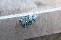 Cryphia algae
