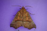 Scoliopteryx libatrix