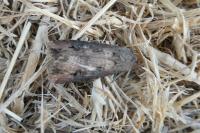 Agrotis ipsilon
