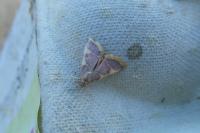 Hypsopygia costalis