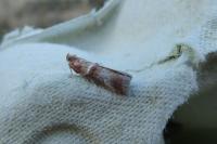 Acrobasis tumidana