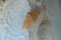 Watsonalla binaria/uncinula