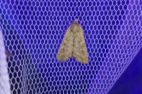 Spodoptera exigua