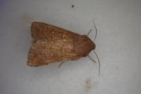 Mythimna albipuncta
