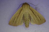 Mythimna impura