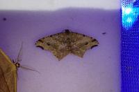 Macaria alternata