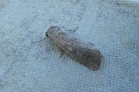 Spodoptera exigua