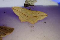 Timandra comae
