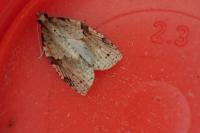 Clepsis spectrana
