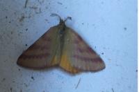 Lythria purpuraria