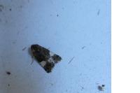 Tyta luctuosa