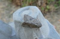 Anarta trifolii
