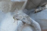 Anarta trifolii