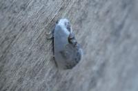 Cilix glaucata