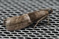 Elegia atrifasciella