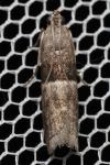 Elegia atrifasciella