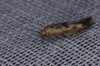 Scythris limbella