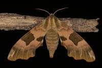 Mimas tiliae