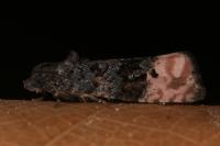 Metendothenia atropunctana
