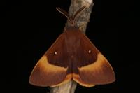 Lasiocampa quercus