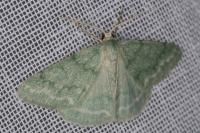 Pseudoterpna pruinata