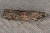 Pempelia palumbella