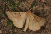 Crocallis elinguaria