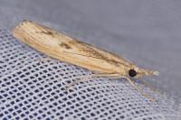 Agriphila inquinatella