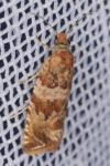 Celypha cespitana