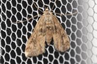 Cataclysta lemnata